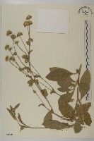 地膽草、毛蓮菜藏品圖，第1張