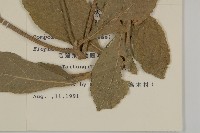 地膽草、毛蓮菜藏品圖，第2張
