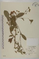 地膽草、毛蓮菜藏品圖，第1張