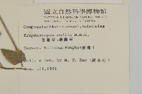 地膽草、毛蓮菜藏品圖，第2張