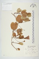 馬鞍藤藏品圖，第1張