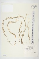 土丁桂藏品圖，第1張