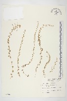 土丁桂藏品圖，第1張