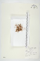 菟絲子藏品圖，第1張