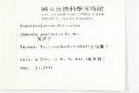 菟絲子藏品圖，第2張