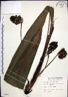 船子草、船仔草藏品圖，第1張