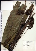 船子草、船仔草藏品圖，第1張