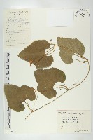 光高梁藏品圖，第1張