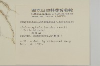 茯苓菜藏品圖，第1張