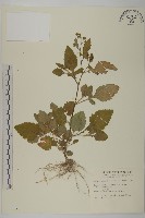 茯苓菜藏品圖，第2張