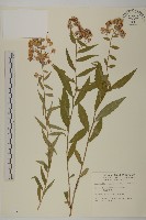 臺灣馬蘭藏品圖，第1張