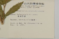 臺灣馬蘭藏品圖，第2張