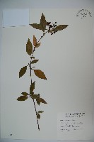 狹葉莢迷藏品圖，第1張