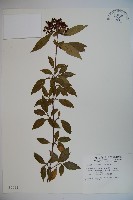 狹葉莢迷藏品圖，第1張