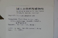 狹葉莢迷藏品圖，第2張