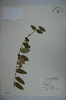 無梗忍冬藏品圖，第1張