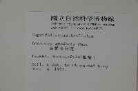 無梗忍冬藏品圖，第2張