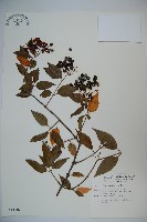 狹葉莢迷藏品圖，第1張