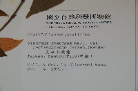 狹葉莢迷藏品圖，第2張