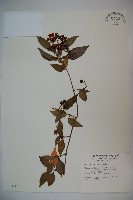 狹葉莢迷藏品圖，第1張