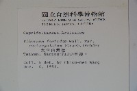 狹葉莢迷藏品圖，第2張