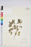 山靛藏品圖，第1張