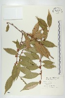 臺灣胡頹子藏品圖，第1張