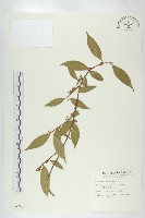 臺灣胡頹子藏品圖，第1張