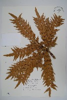 阿里山十大功勞藏品圖，第1張