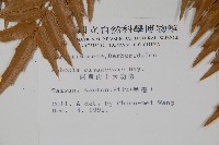 阿里山十大功勞藏品圖，第2張