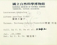 蘭嶼新木薑子藏品圖，第1張