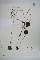 洋落葵藏品圖，第1張