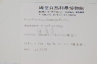 洋落葵藏品圖，第2張