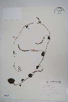 洋落葵藏品圖，第1張