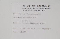 洋落葵藏品圖，第2張