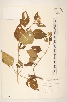 雙花蟛蜞菊藏品圖，第1張