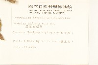 雙花蟛蜞菊藏品圖，第2張