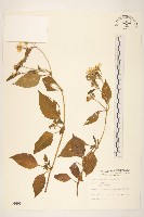 雙花蟛蜞菊藏品圖，第1張