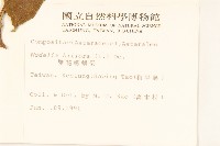 雙花蟛蜞菊藏品圖，第2張