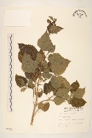 雙花蟛蜞菊藏品圖，第1張