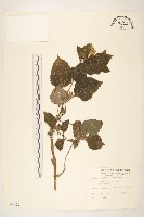 雙花蟛蜞菊藏品圖，第1張