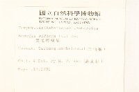 雙花蟛蜞菊藏品圖，第2張
