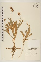 天人菊藏品圖，第1張