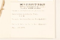 天人菊藏品圖，第2張