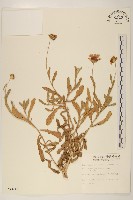 天人菊藏品圖，第1張