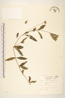 蟛蜞菊藏品圖，第1張