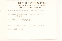 蟛蜞菊藏品圖，第2張