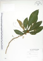 同蕊草、異色線柱苣苔藏品圖，第1張