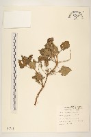 金鈕扣、鐵拳頭藏品圖，第1張