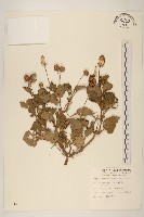 金鈕扣、鐵拳頭藏品圖，第1張